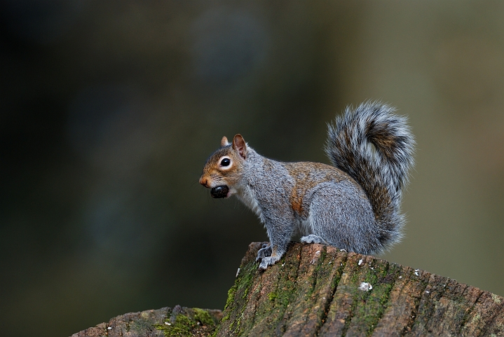 Grey squirrel - B.jpg - Grey squirrel - Forest of Dean